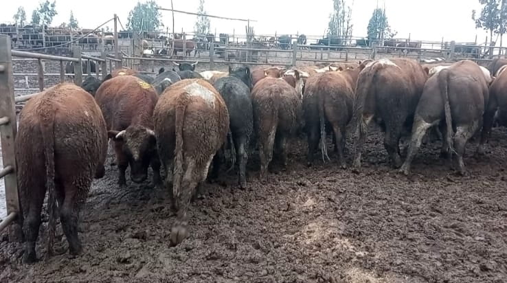 Lote 45 Novillo Gordo en Melipilla, Región Metropolitana