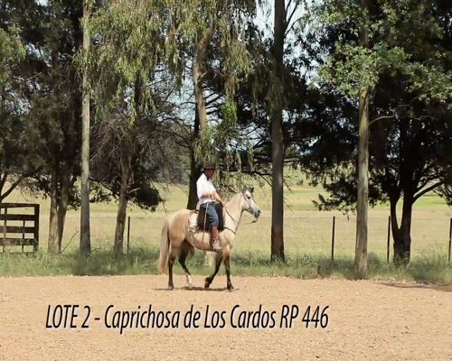 Lote CAPRICHOSA DE LOS CARDOS