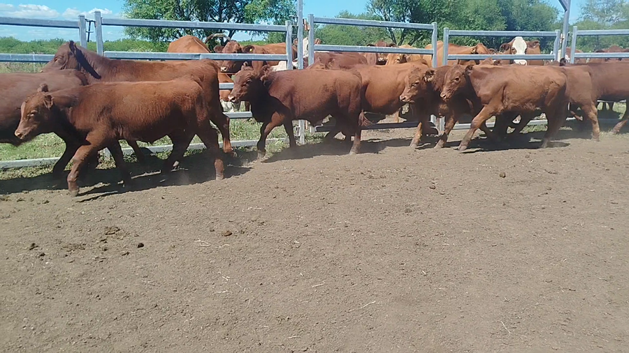 Lote 90 Terneros