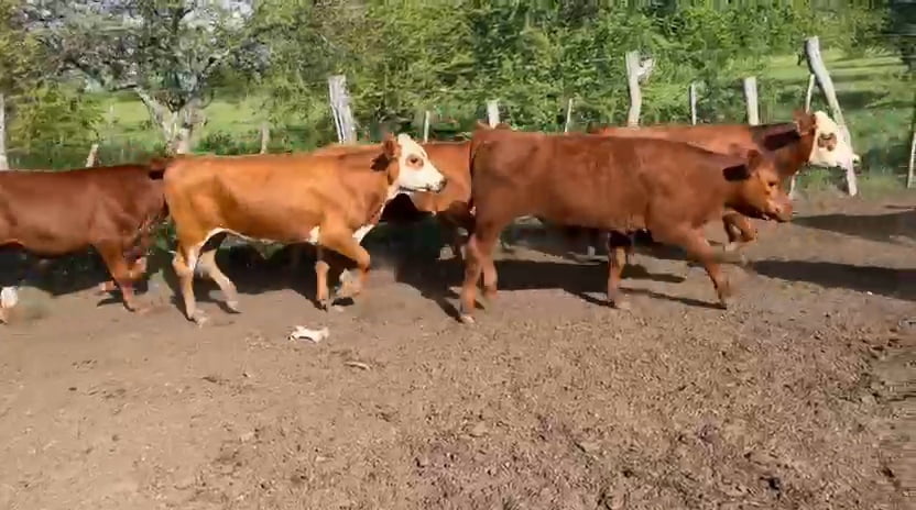 Lote 26 Terneros/as en Corrientes, Curuzu Cuatia