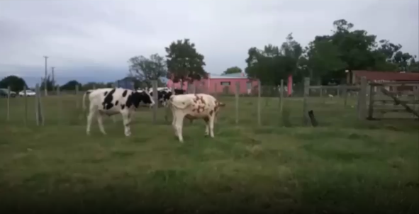 Lote 2 Novillos en San José