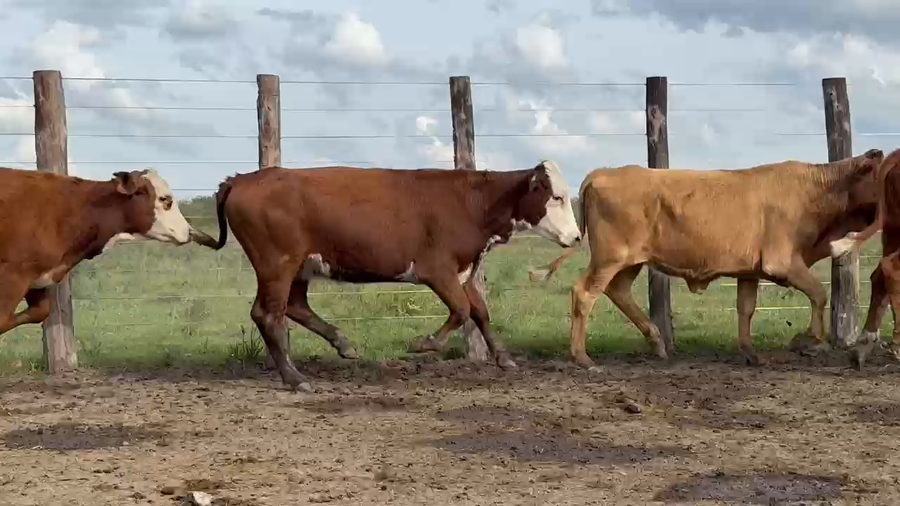 Lote 120 Terneras en Corrientes, Sauce