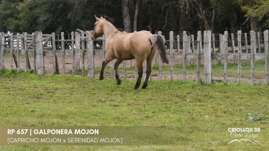 Lote GALPONERA MOJON