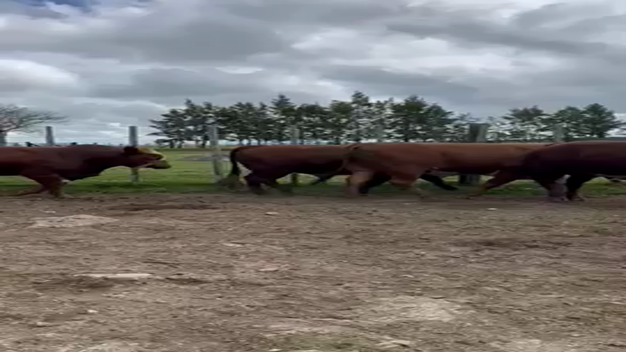 Lote 7 Toros en Puntas del Parao, Treinta y Tres