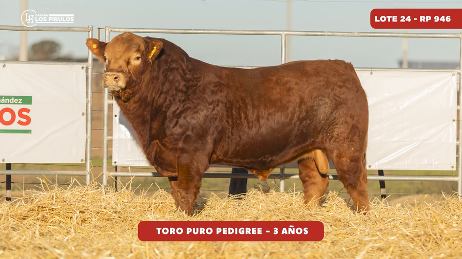 Lote TOROS PUROS DE PEDIGREE - 3 años