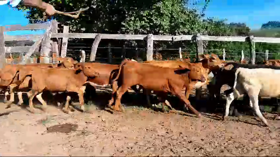 Lote 120 Terneros/as