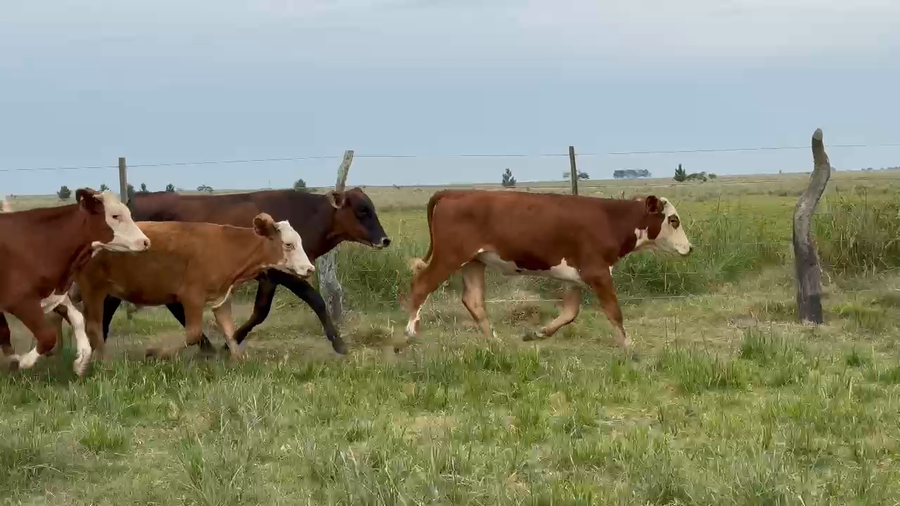 Lote 44 Novillitos/Novillos en Corrientes, Paso de Los Libres
