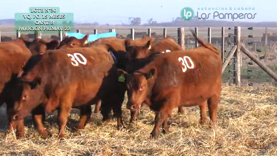 Lote VAQUILLONAS P.C. 15 MESES - PREÑADAS - PARICION PRIMAVERA