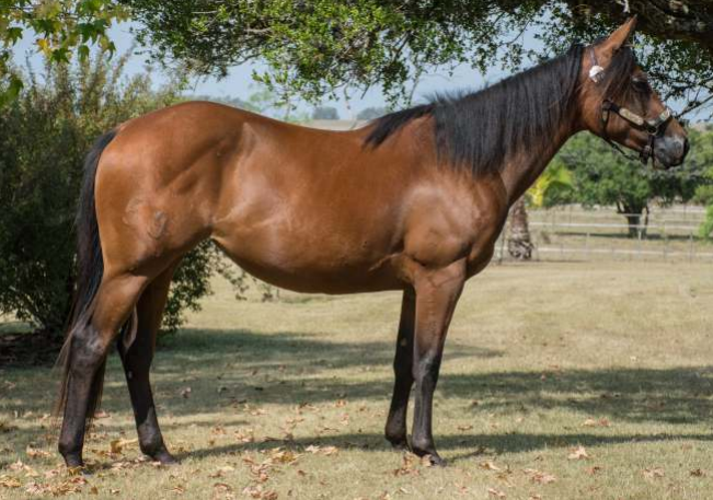 Lote NOGOYA MARIGOLD