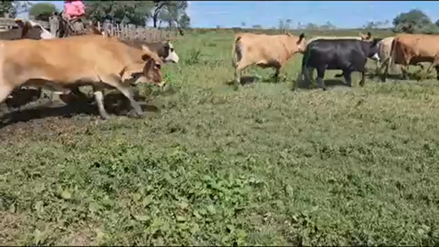 Lote 83 Vacas nuevas preñadas en Palo Santo, Formosa