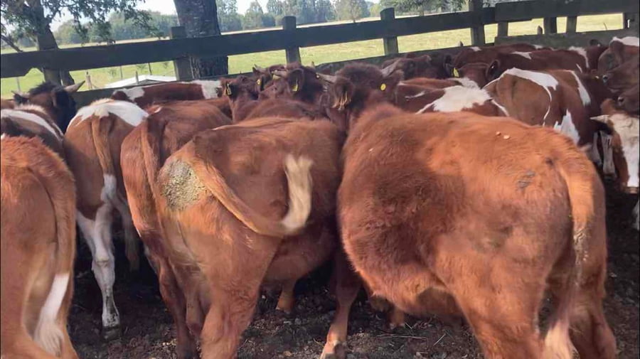 Imagen 4 del Lote Lote 32 Novillo Engorda en Osorno, X Región Los Lagos