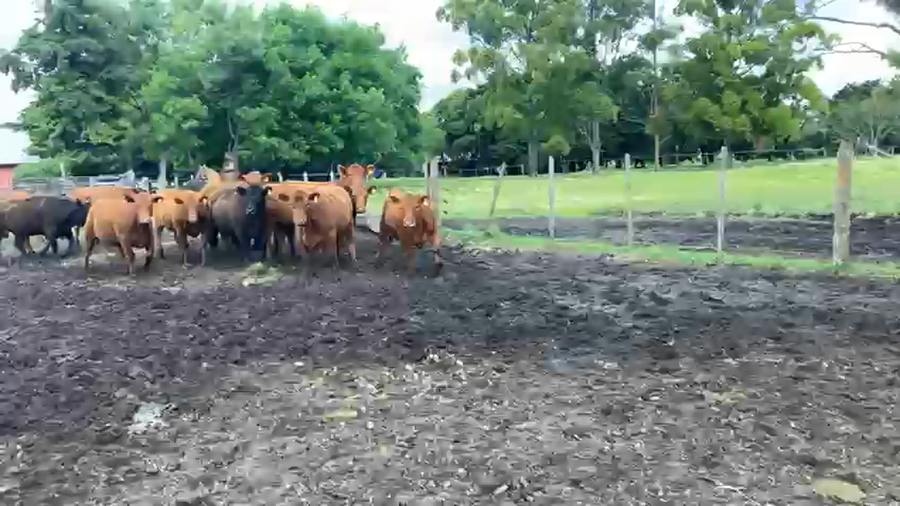 Lote 25 Vaquillonas preñadas