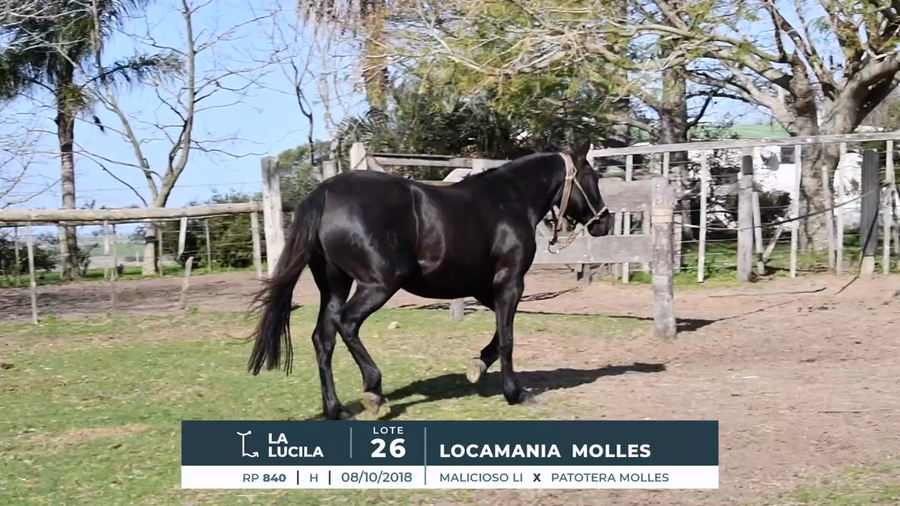 Lote LACOMANIA MOLLES