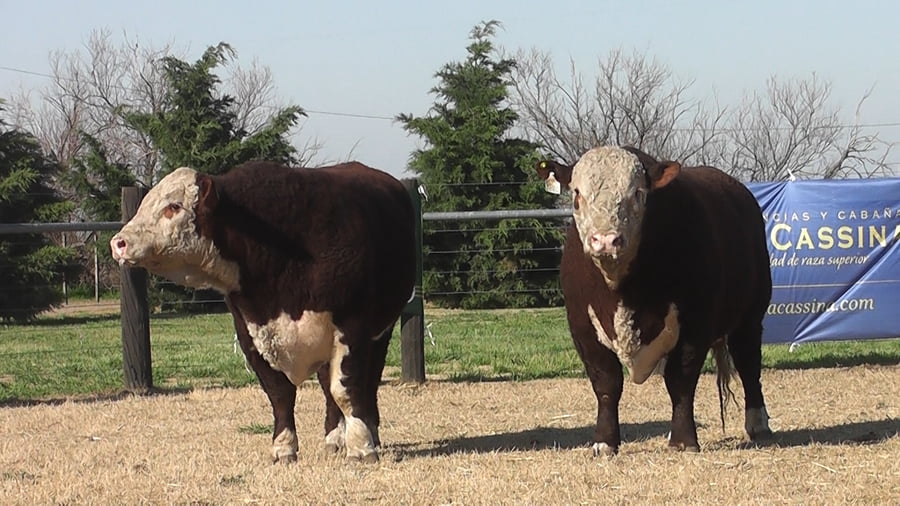 Lote TOROS P. HEREFORD PURO PEDIGREE