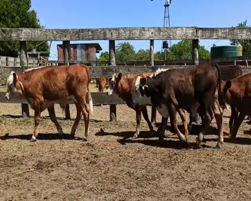Lote 52 Terneros/as en San Salvador, Entre Ríos