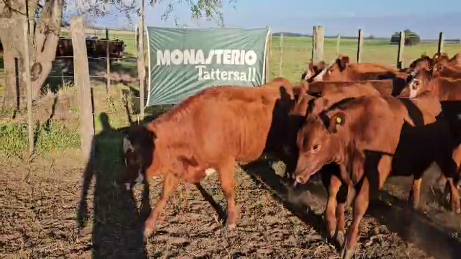 Lote 140 Terneras