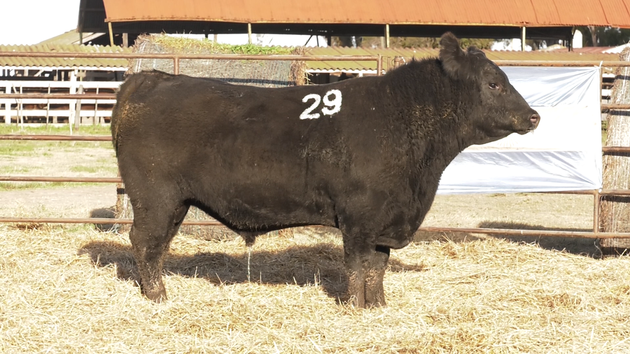 Lote TOROS ANGUS NEGROS  PC