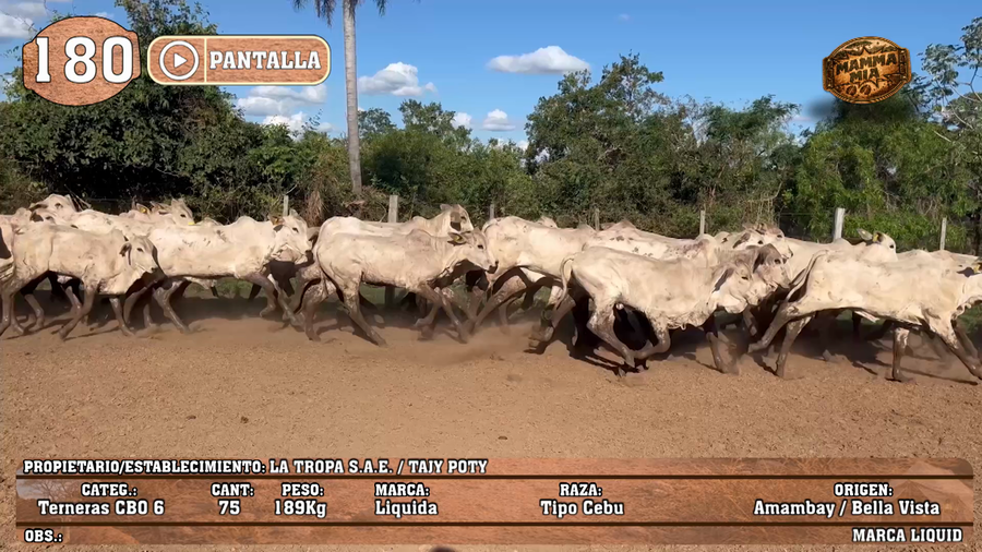 Lote LOTE 180 - PANTALLA