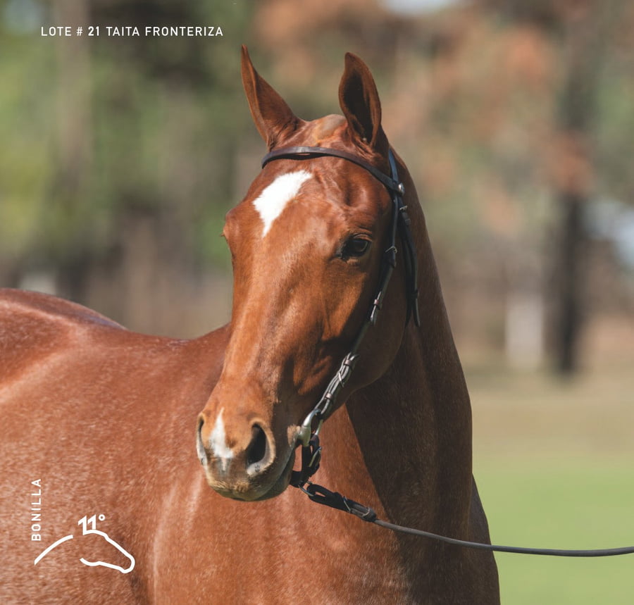 Lote TAITA FRONTERIZA - T/E (OPEN ILUMINADO - DOLFINA FRONTIER)