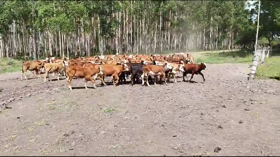 Lote 106 Terneros/as en Pedernal, Entre Ríos