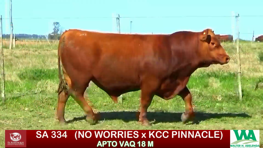 Lote Toros a remate en ANGUS EL REBENQUE, Florida