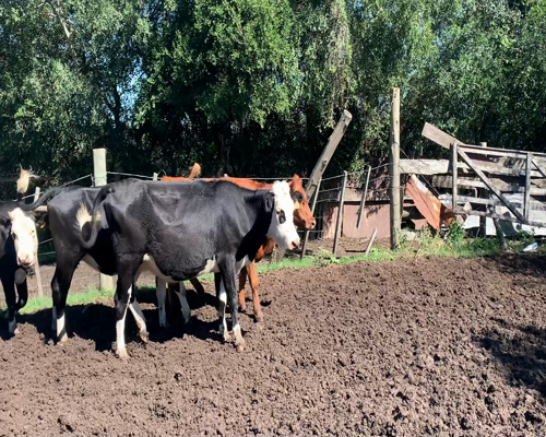 Lote Vaquillonas preñadas