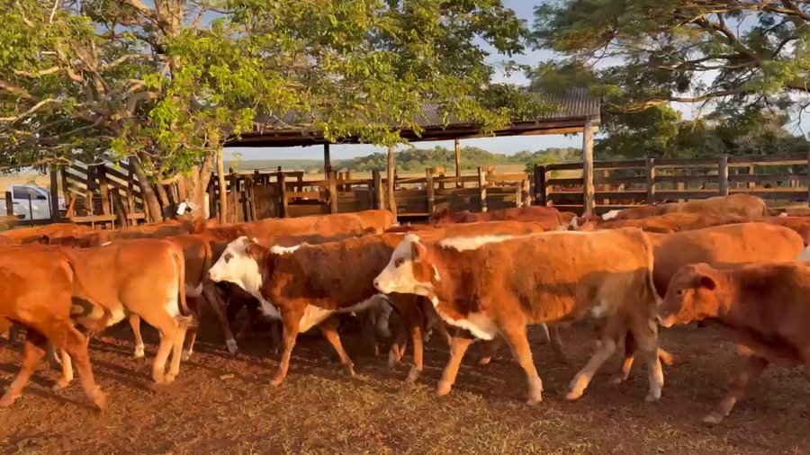 Lote 125 Terneros/as