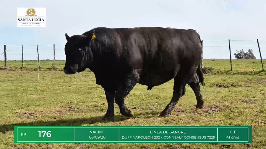 Lote TOROS ANGUS