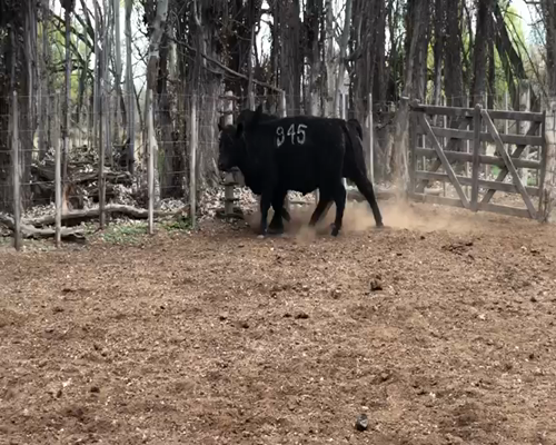 Lote TORO PP "Cab. Don Humberto"