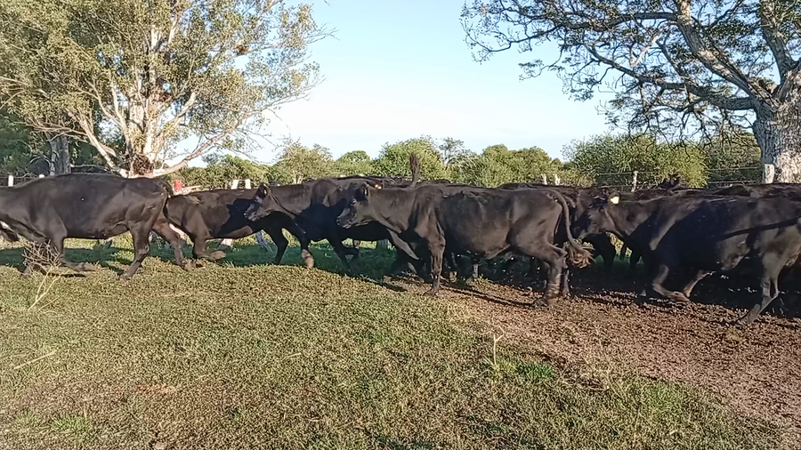 Lote 35 Vacas de invernar en Entre Ríos, Federal