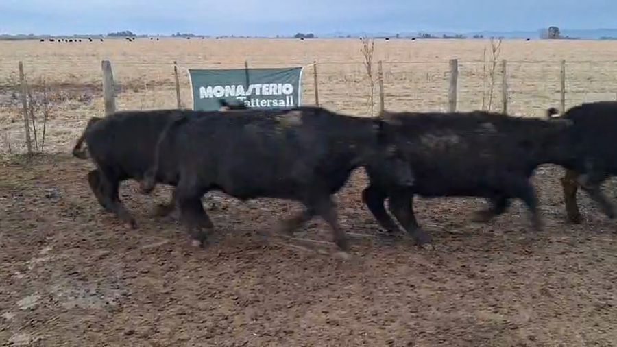 Lote 50 Novillitos en Coronel Suarez