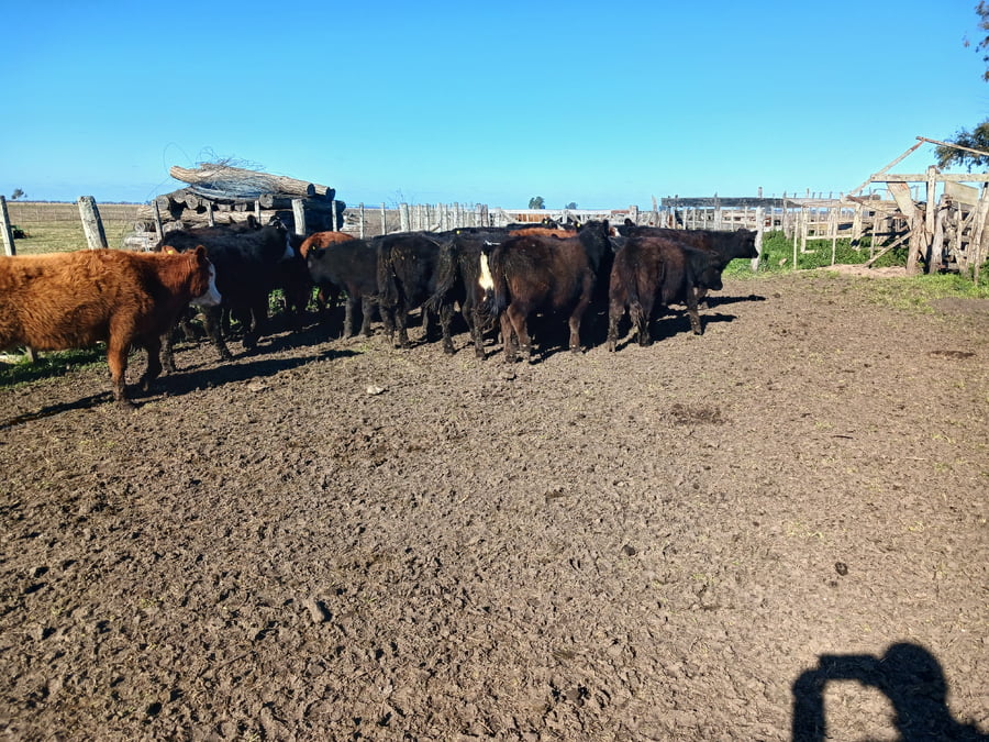 Lote 21 Terneros/as en Rauch