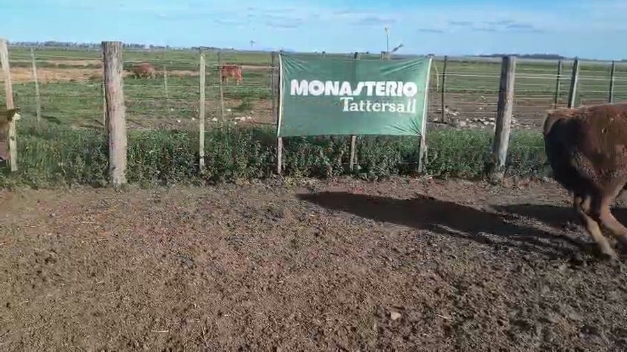 Lote 30 Terneros en Buenos Aires, Carhue