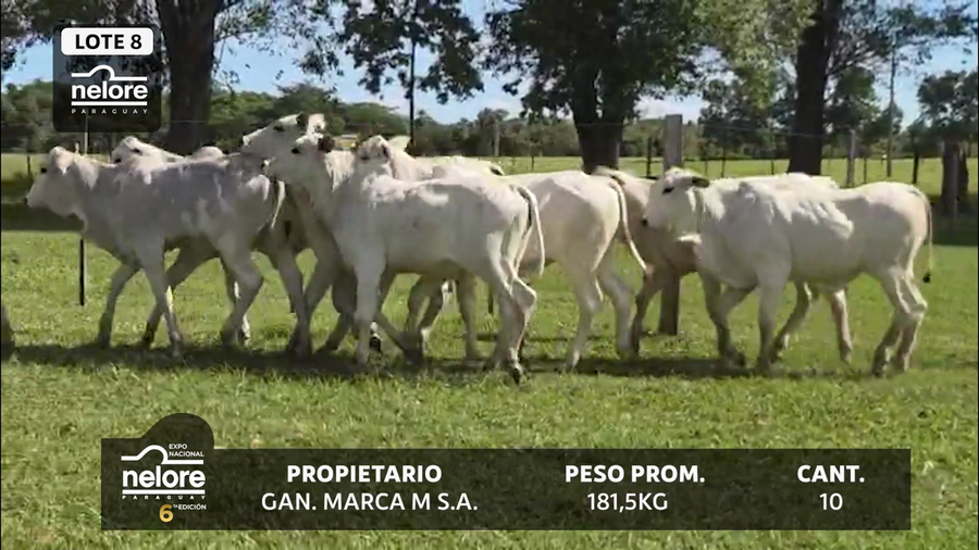 Lote LOTE 8