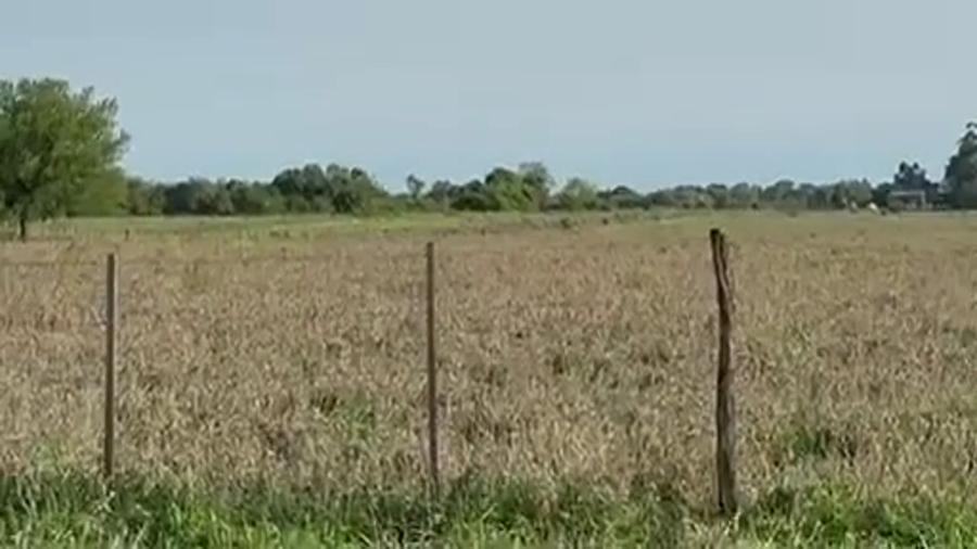 Lote 12 Terneras en Corrientes, Goya