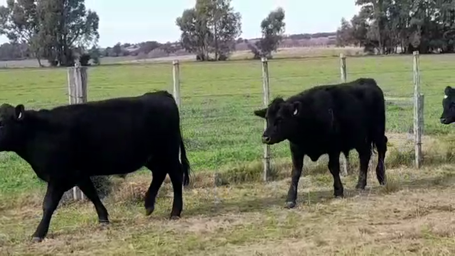 Lote (Vendido)4 Novillos Gordos AA a remate en PANTALLA GARLAND 380kg -  en COLONIA SUIZA