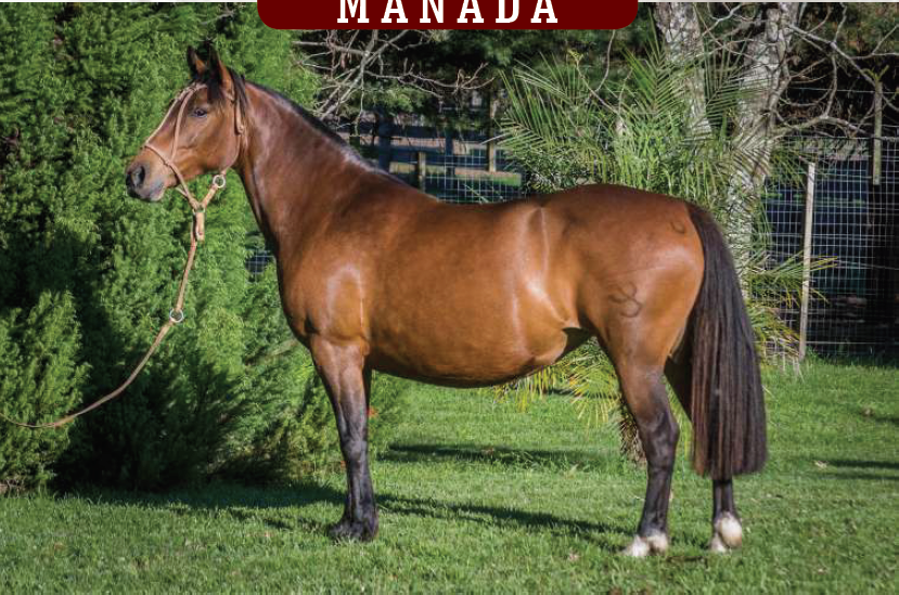 Lote CARDENAL PITANGA