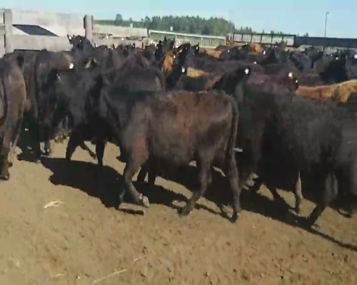 Lote 190 Terneras en Villaguay, Entre Ríos