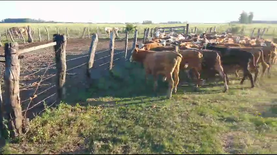Lote 70 Terneros en Santa Lucía, Corrientes