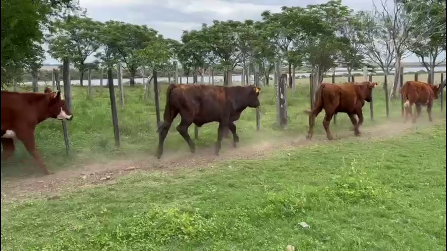 Lote NOVILLOS 1-2 AÑOS