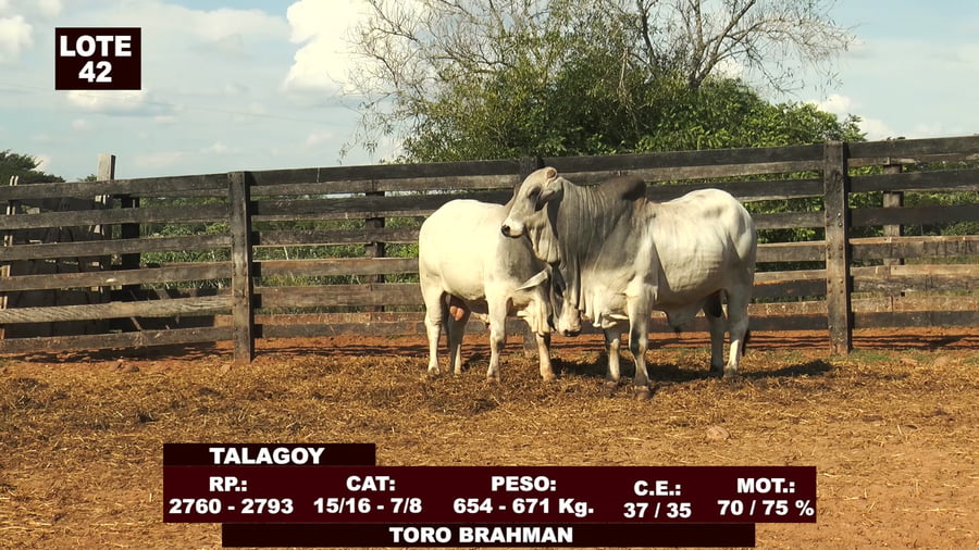 Lote Cabañas de Tradición - Lote 42