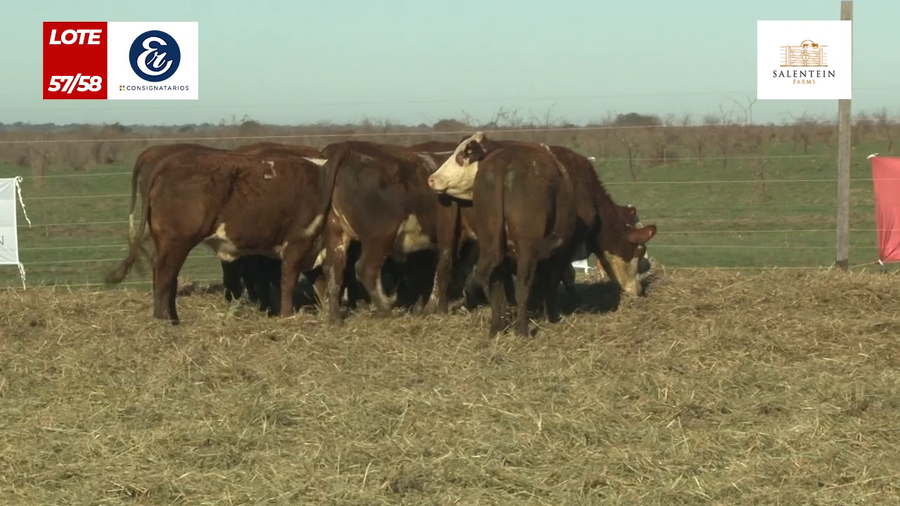 Lote Vaquillas Braford Generales para Servicio (Aptas Reproductivas por Tacto Rectal)