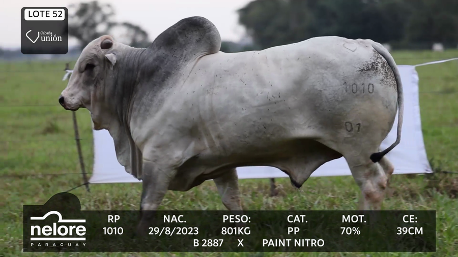 Lote LOTE 52