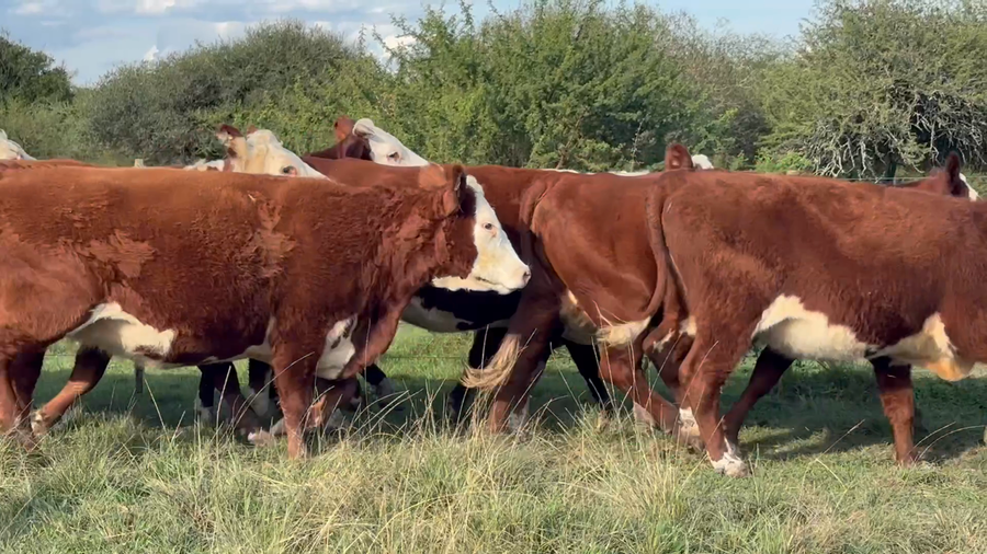 Lote 34 Vacas nuevas Preñadas en Corrientes, Curuzu Cuatia