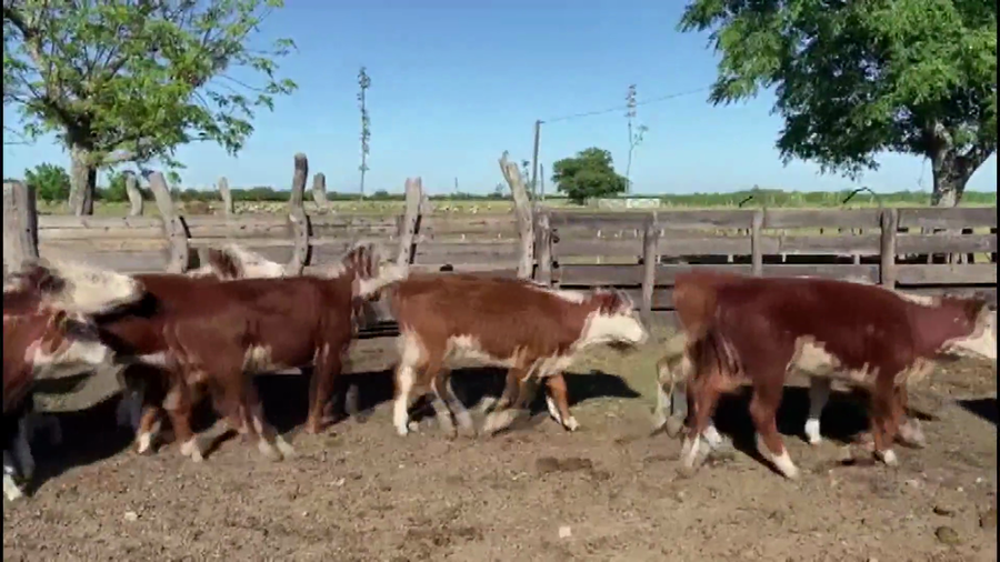 Lote 39 Terneros/as en Villaguay, Entre Ríos