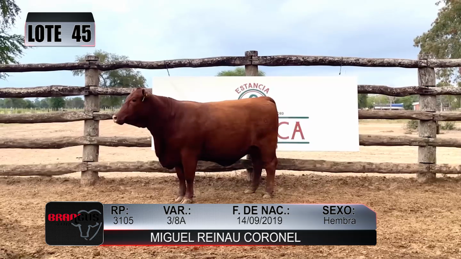 Lote Nacional de Otoño Brangus Campo - Lote 45