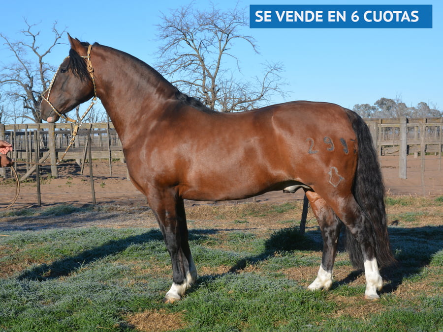 Lote DEL OESTE BUEN VINO