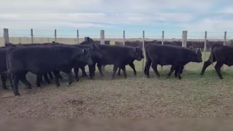 Lote 70 TERNS. MACHOS, OLAVARRIA, PCIA. DE BS. AS.