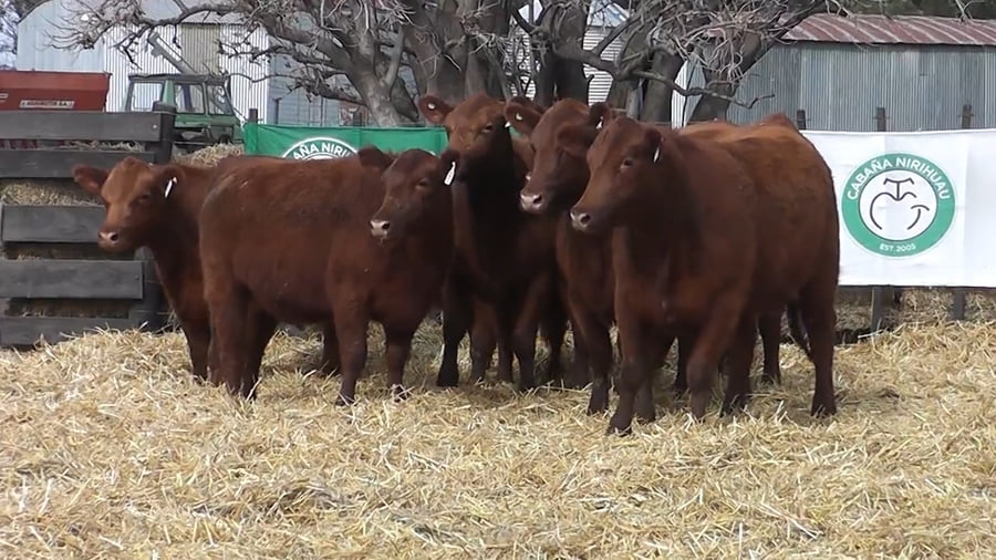 Lote VAQUILLONAS PURAS CONTROLADAS CON GARANTÍA DE PREÑEZ