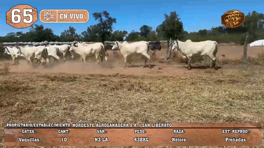 Lote LOTE 65 -EN VIVO